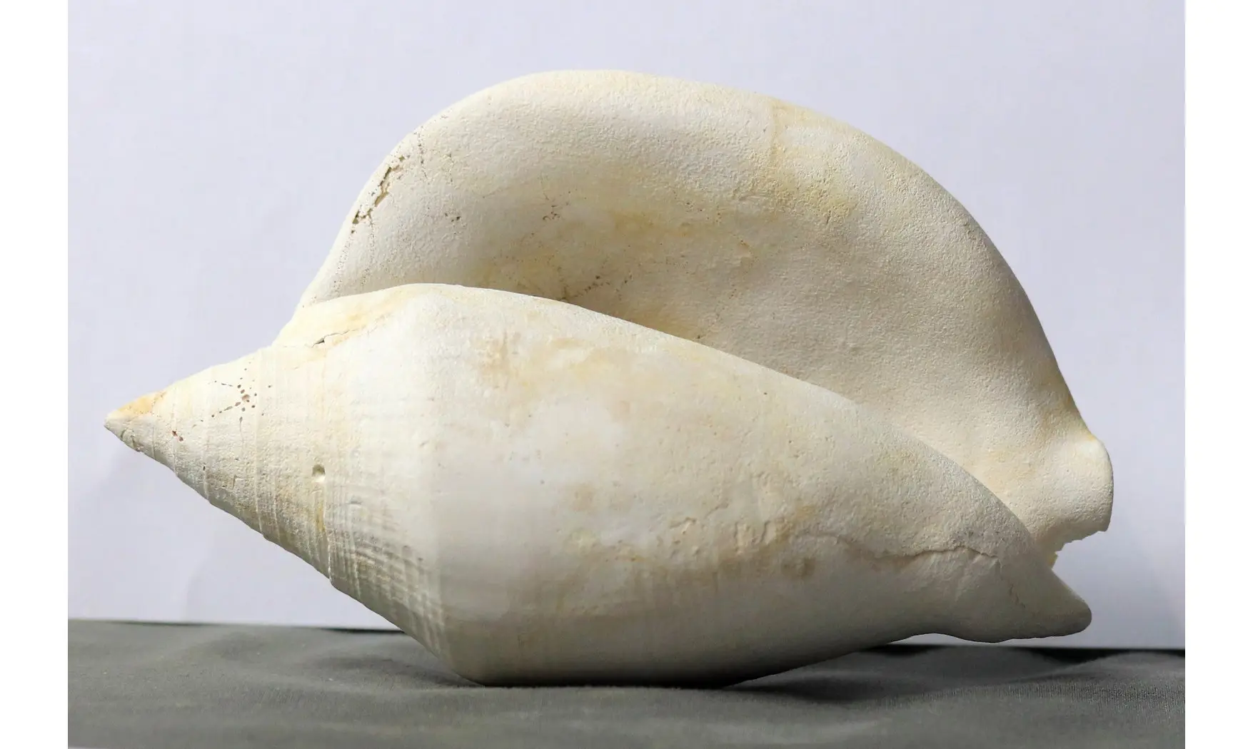 Macrostrombus leidyi