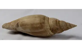 Pleioptygma carolinensis