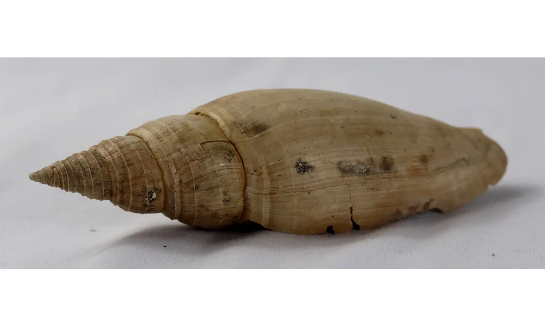 Pleioptygma carolinensis