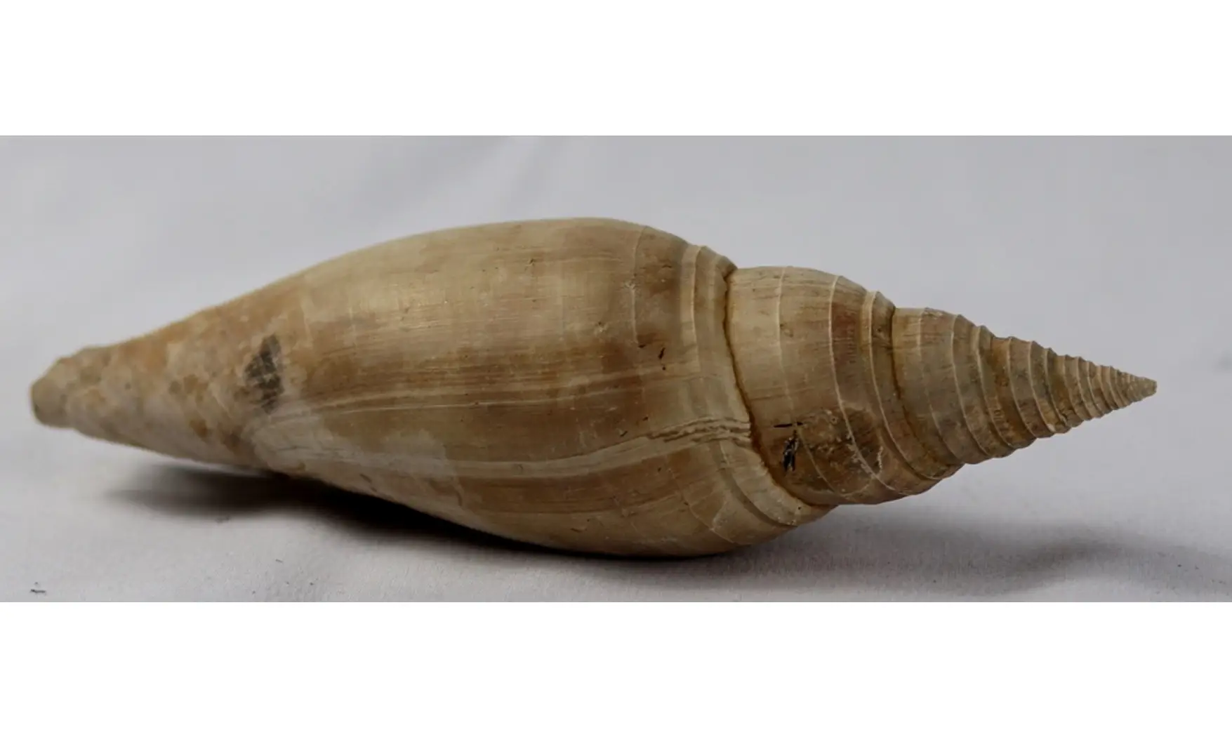 Pleioptygma carolinensis