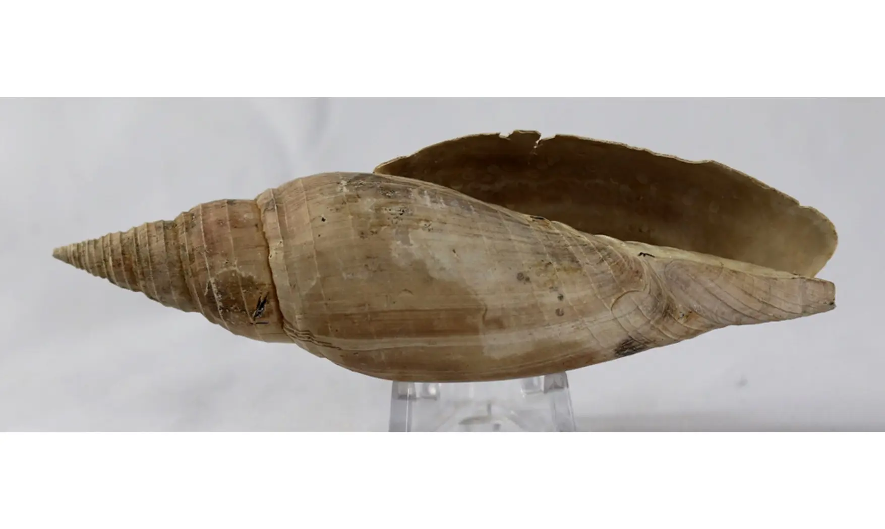 Pleioptygma carolinensis