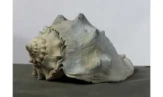Melongena penningtonorum