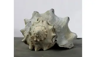 Melongena penningtonorum