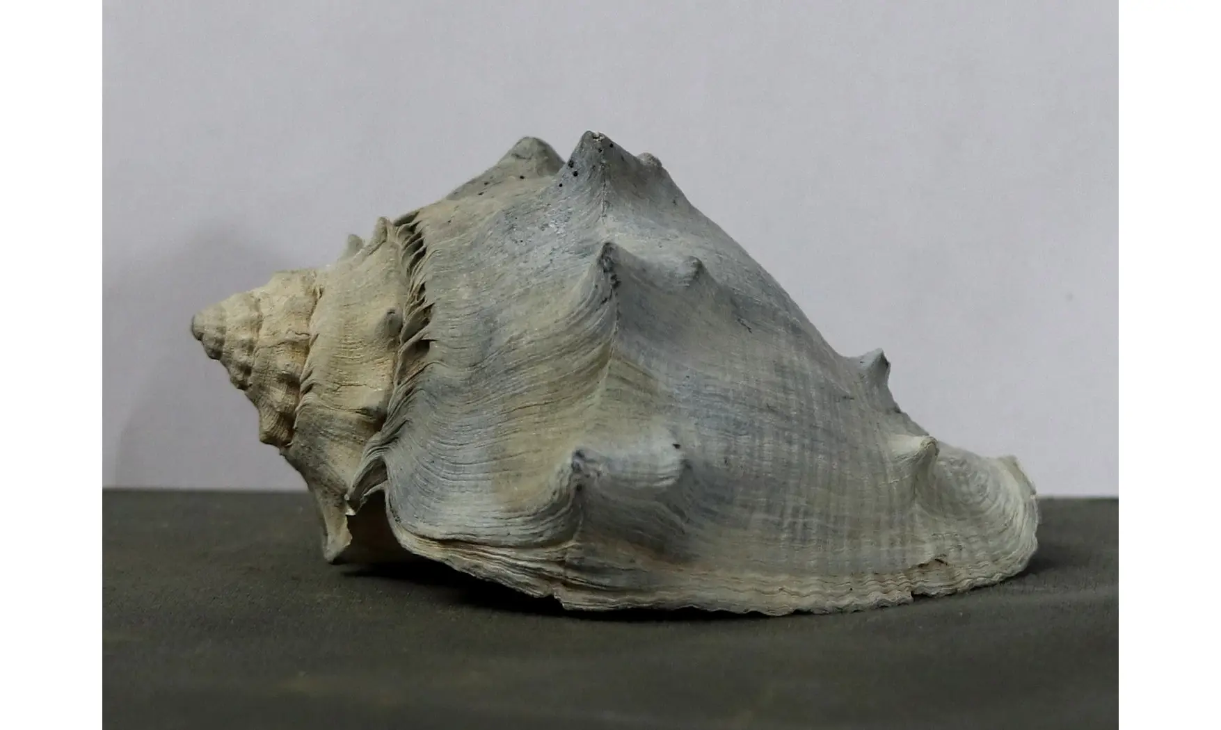 Melongena penningtonorum