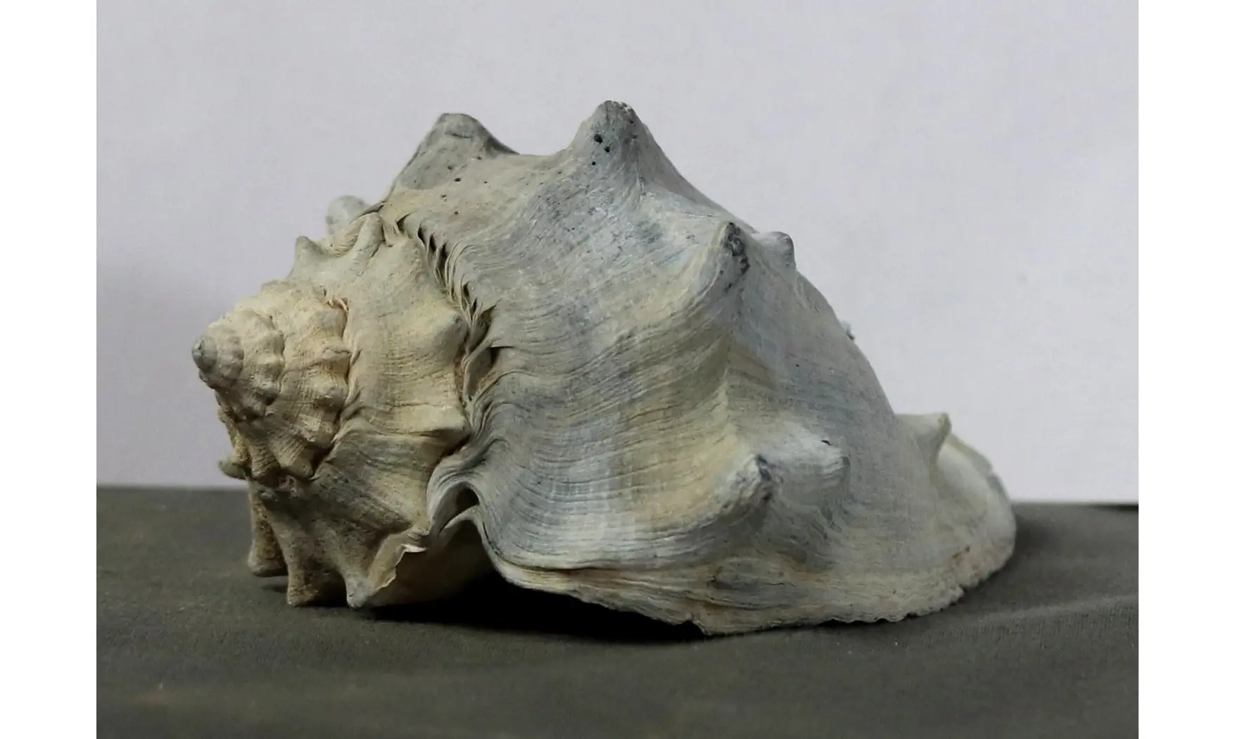 Melongena penningtonorum