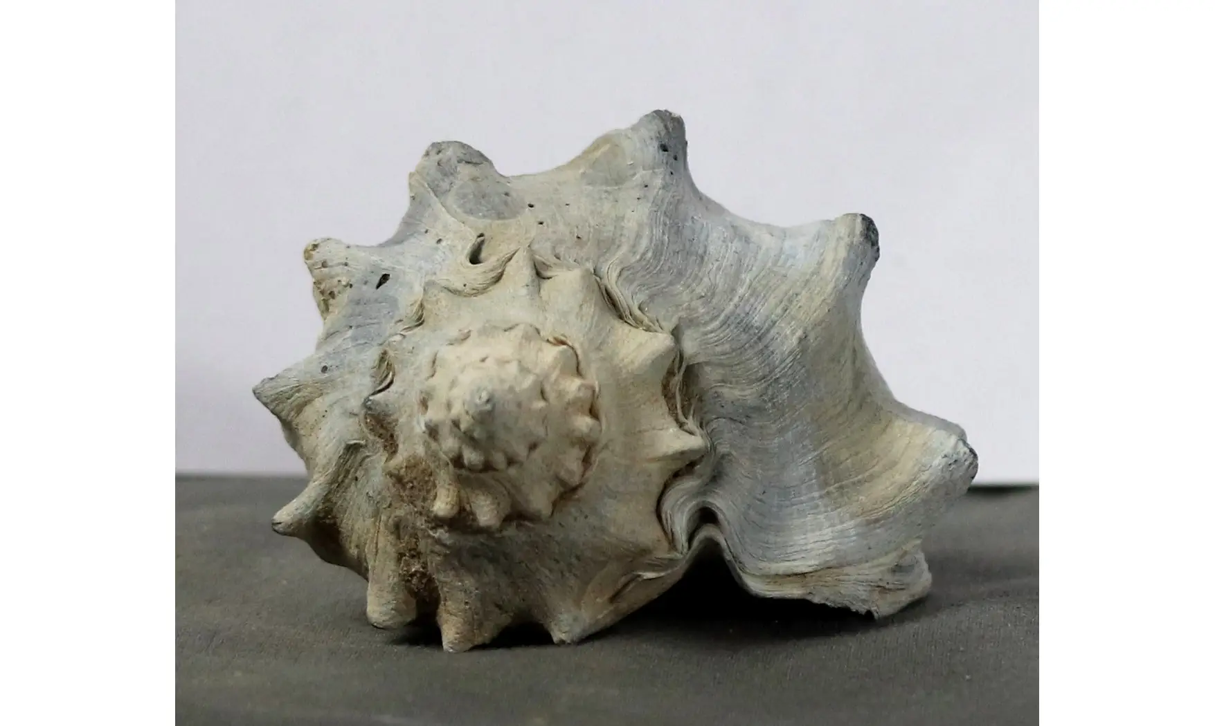 Melongena penningtonorum