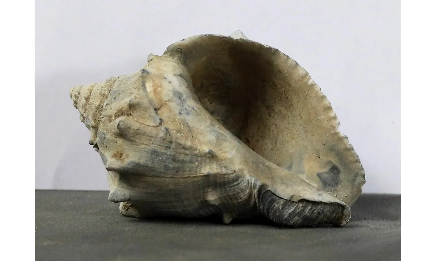 Melongena penningtonorum