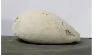 Syphocypraea sandrae