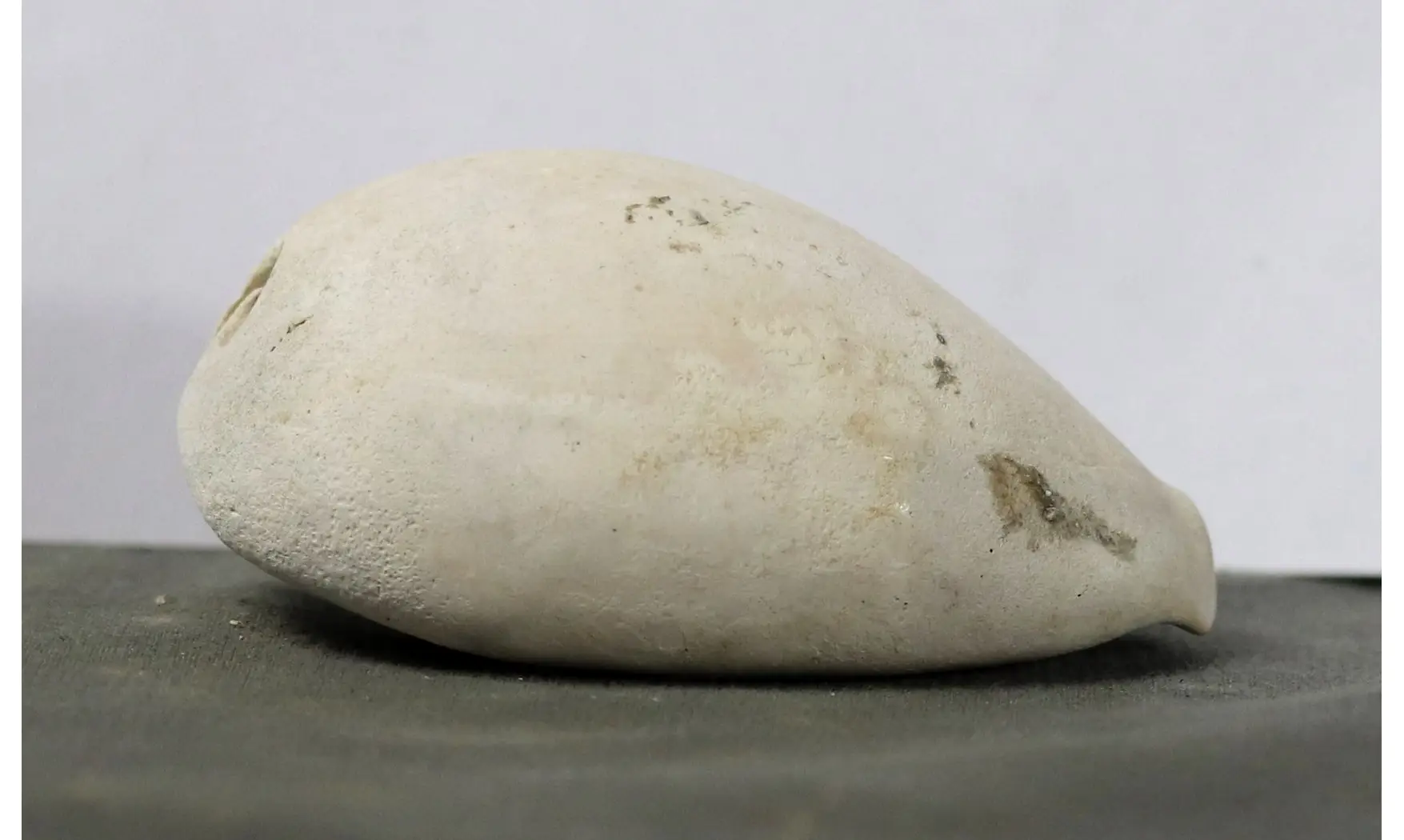 Syphocypraea sandrae