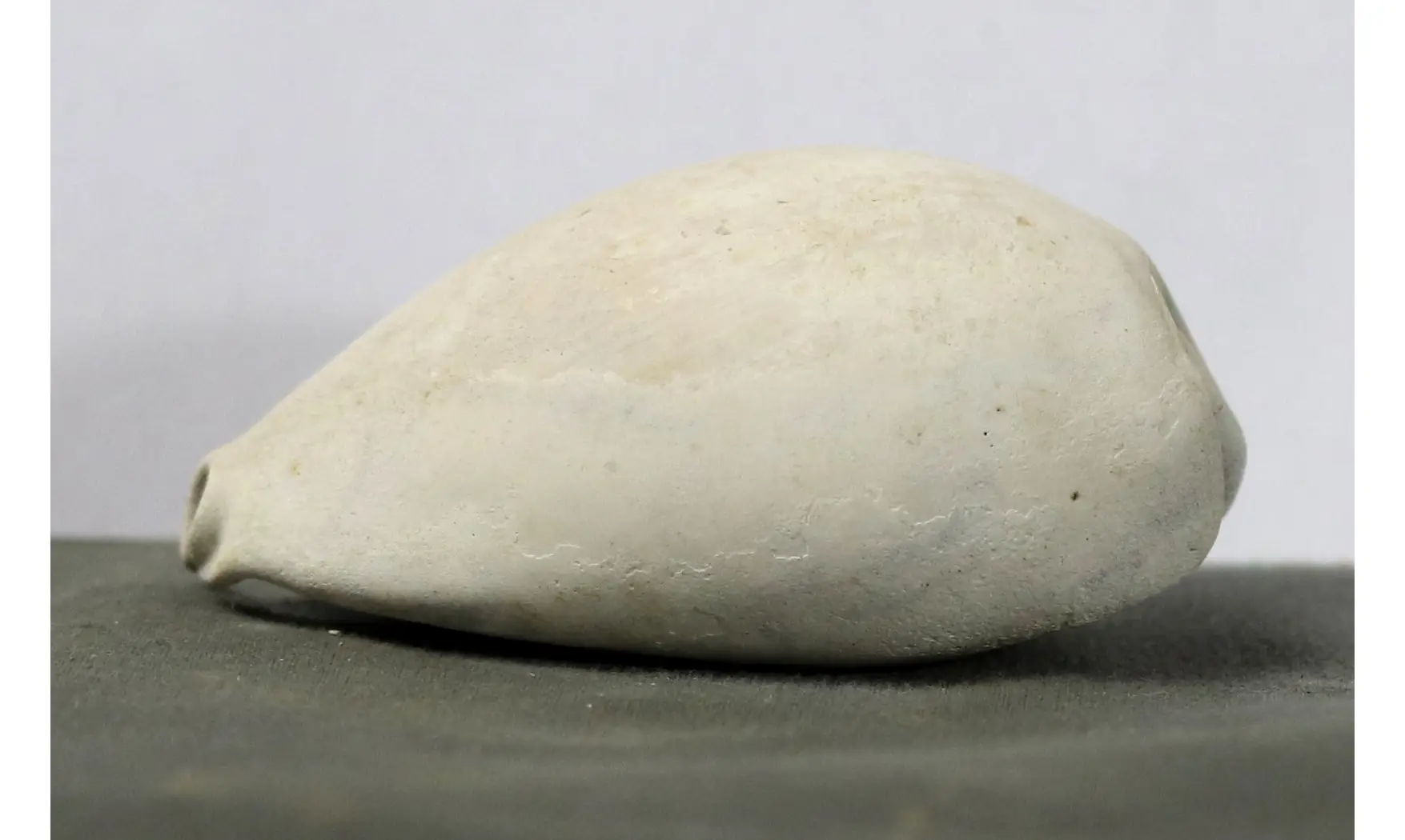Syphocypraea sandrae