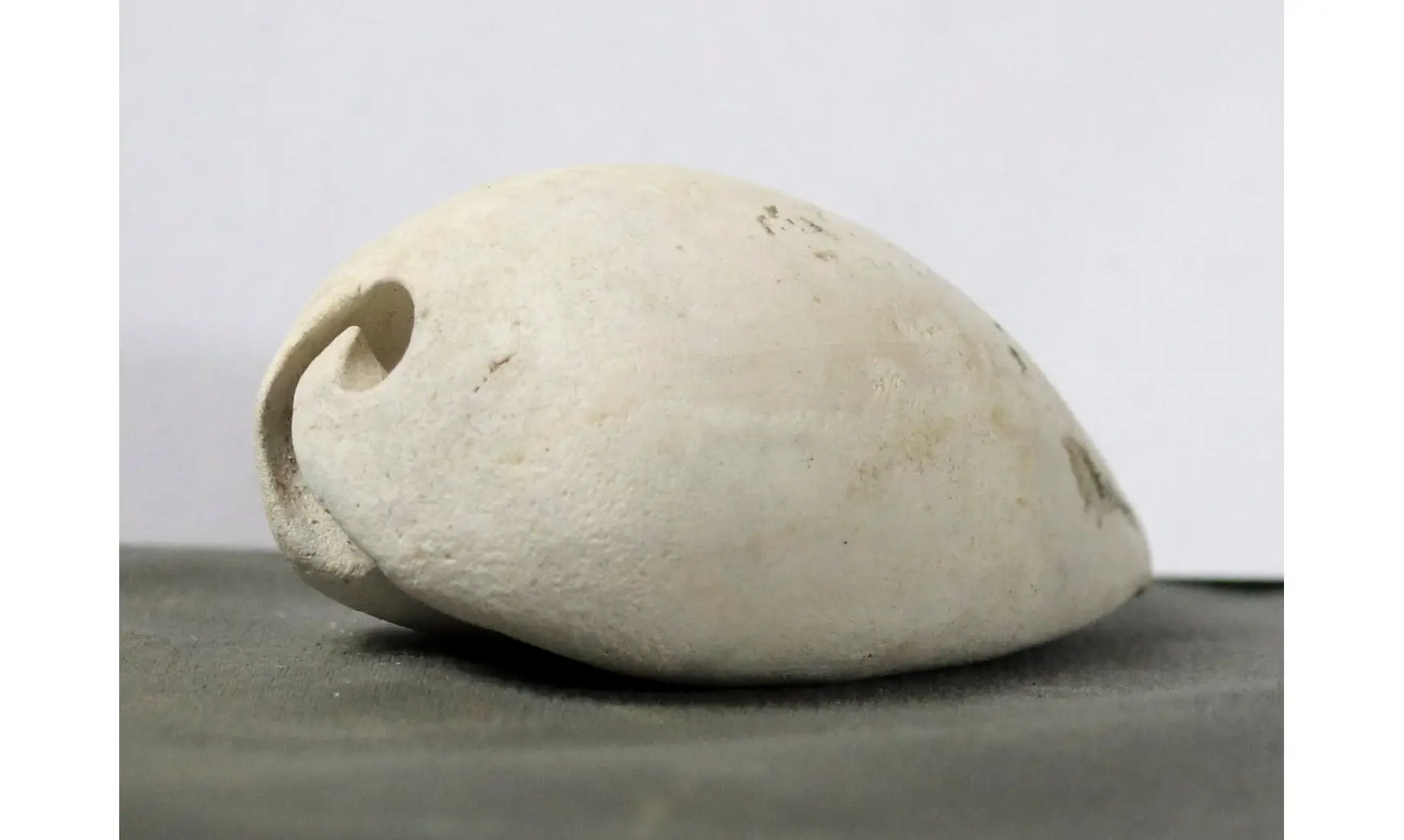 Syphocypraea sandrae
