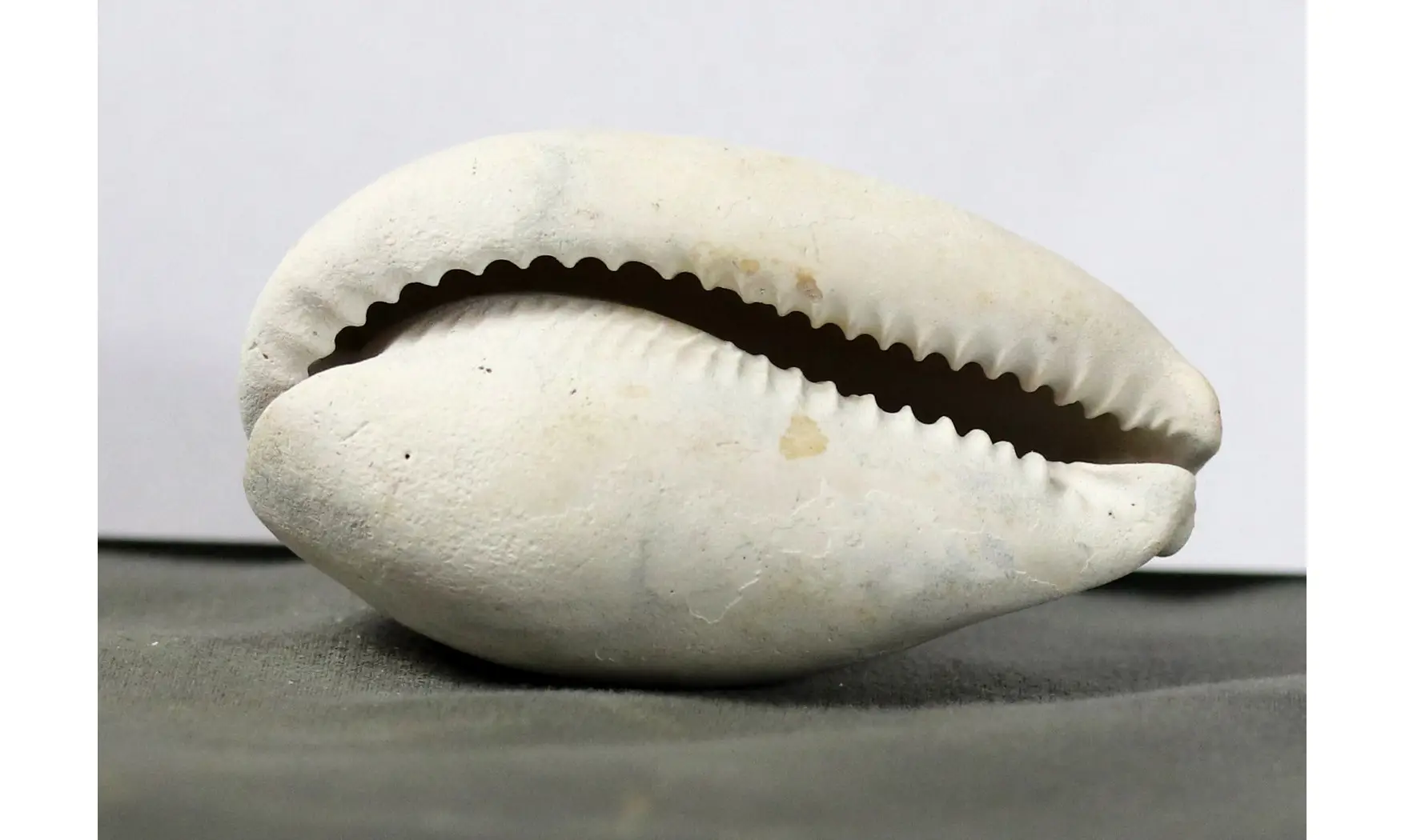 Syphocypraea sandrae