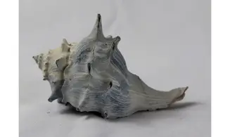 Echinofulgur echinatum