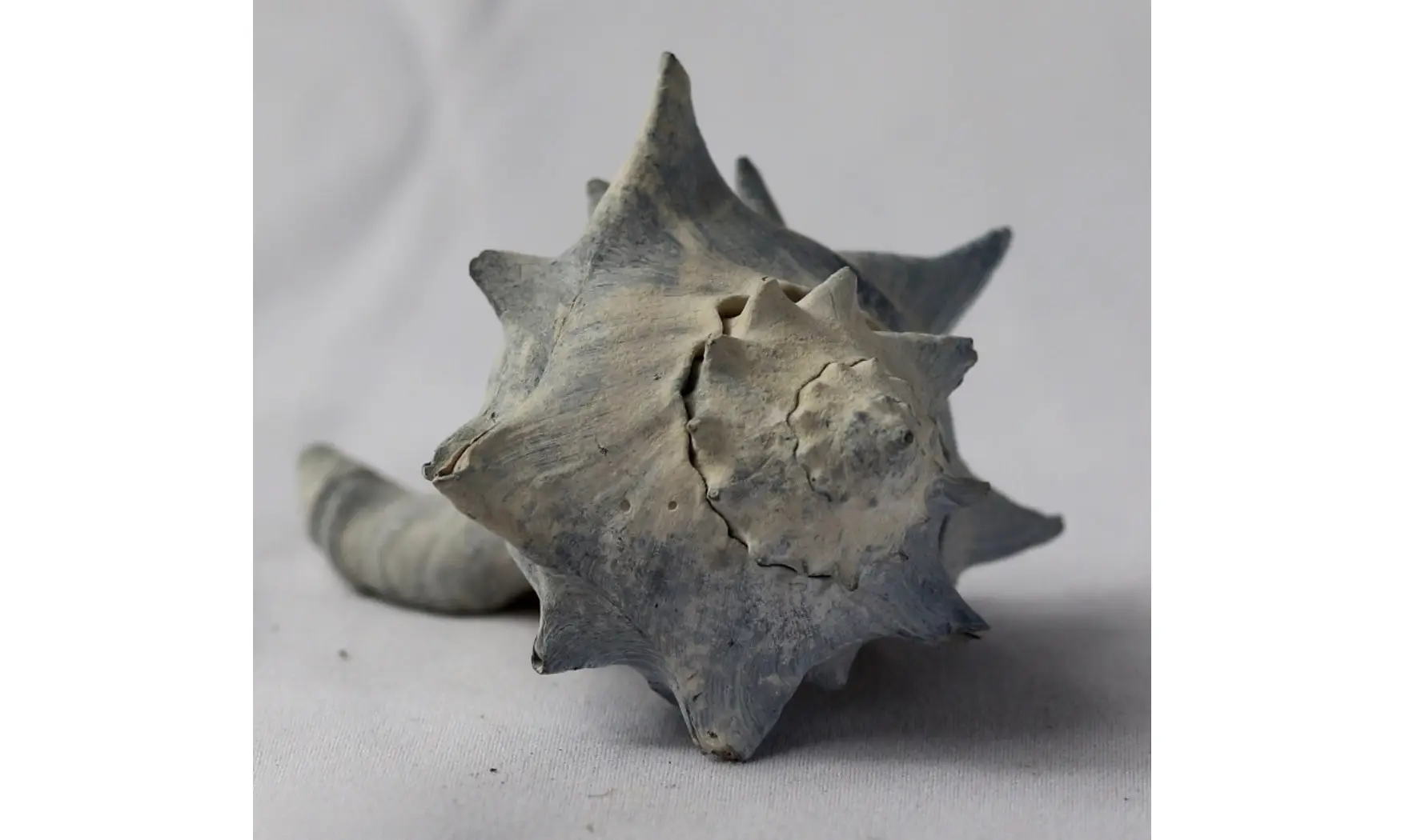 Echinofulgur echinatum