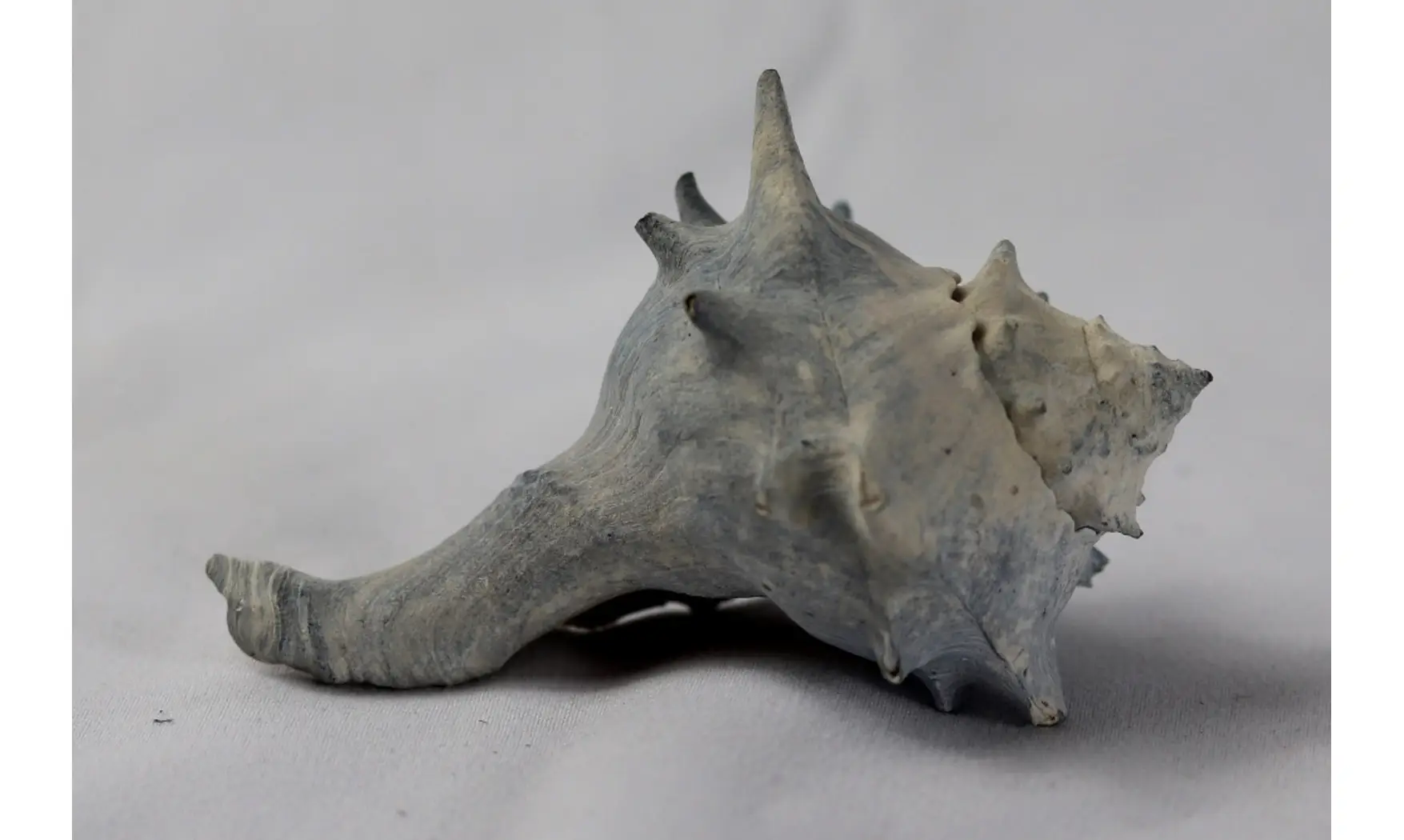 Echinofulgur echinatum