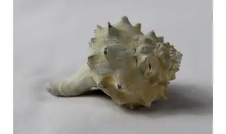 Echinofulgur dalli