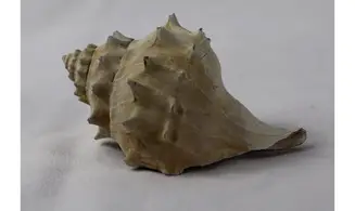Echinofulgur dalli