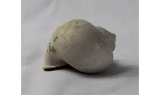 Pamacca paludora