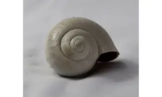 Pamacca paludora