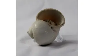 Pamacca paludora