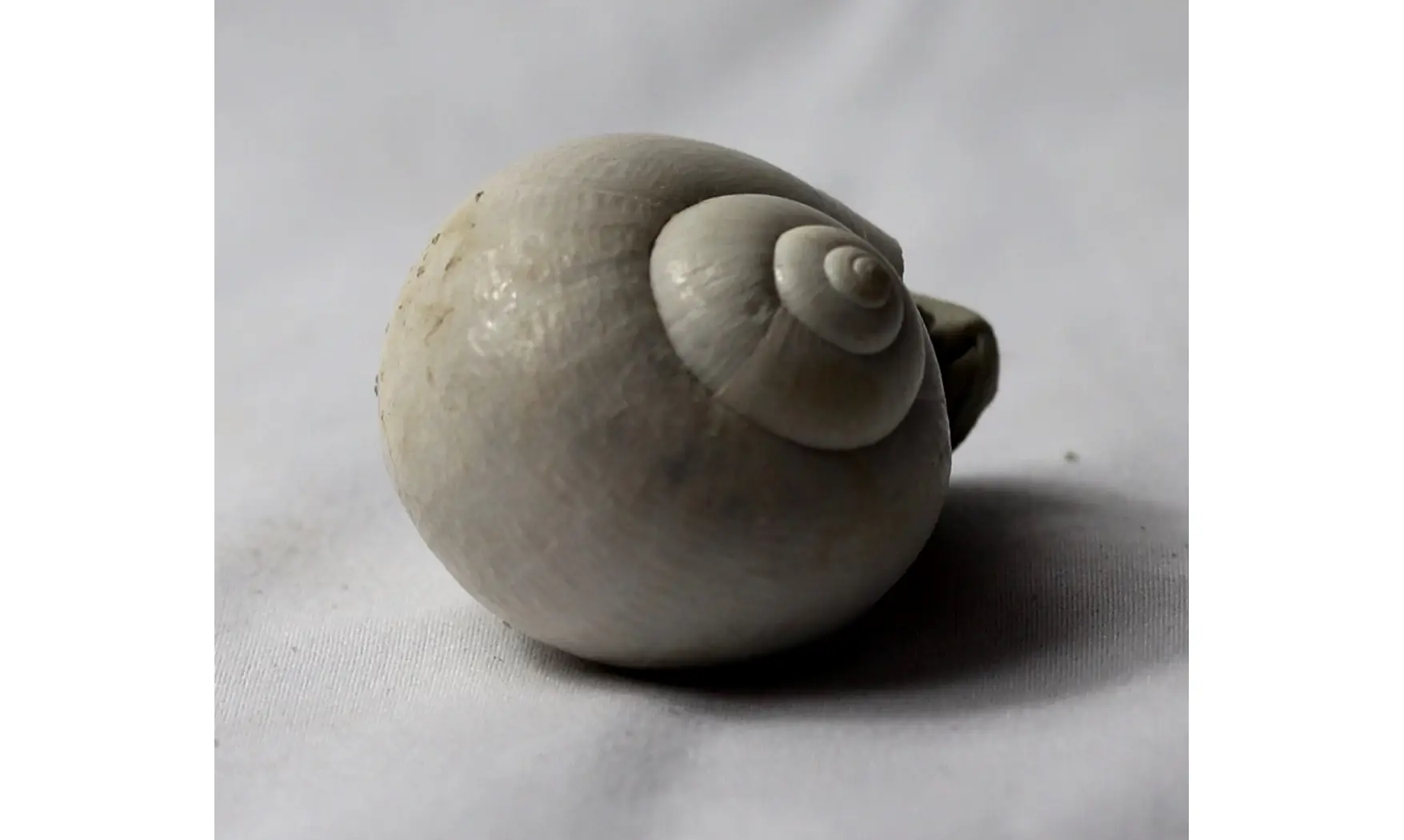 Pamacca paludora