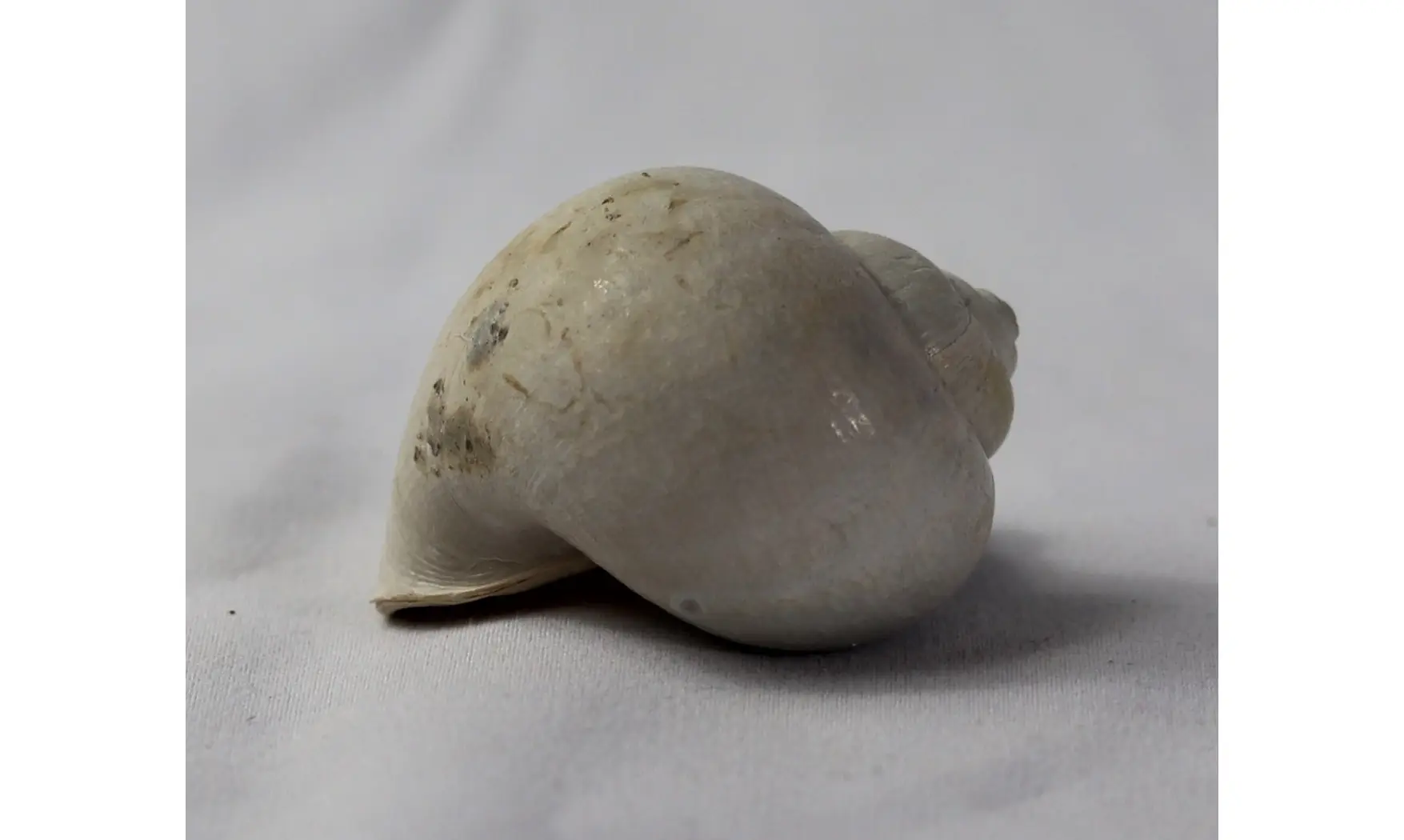 Pamacca paludora