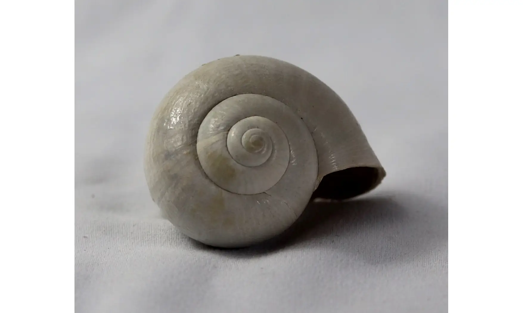 Pamacca paludora