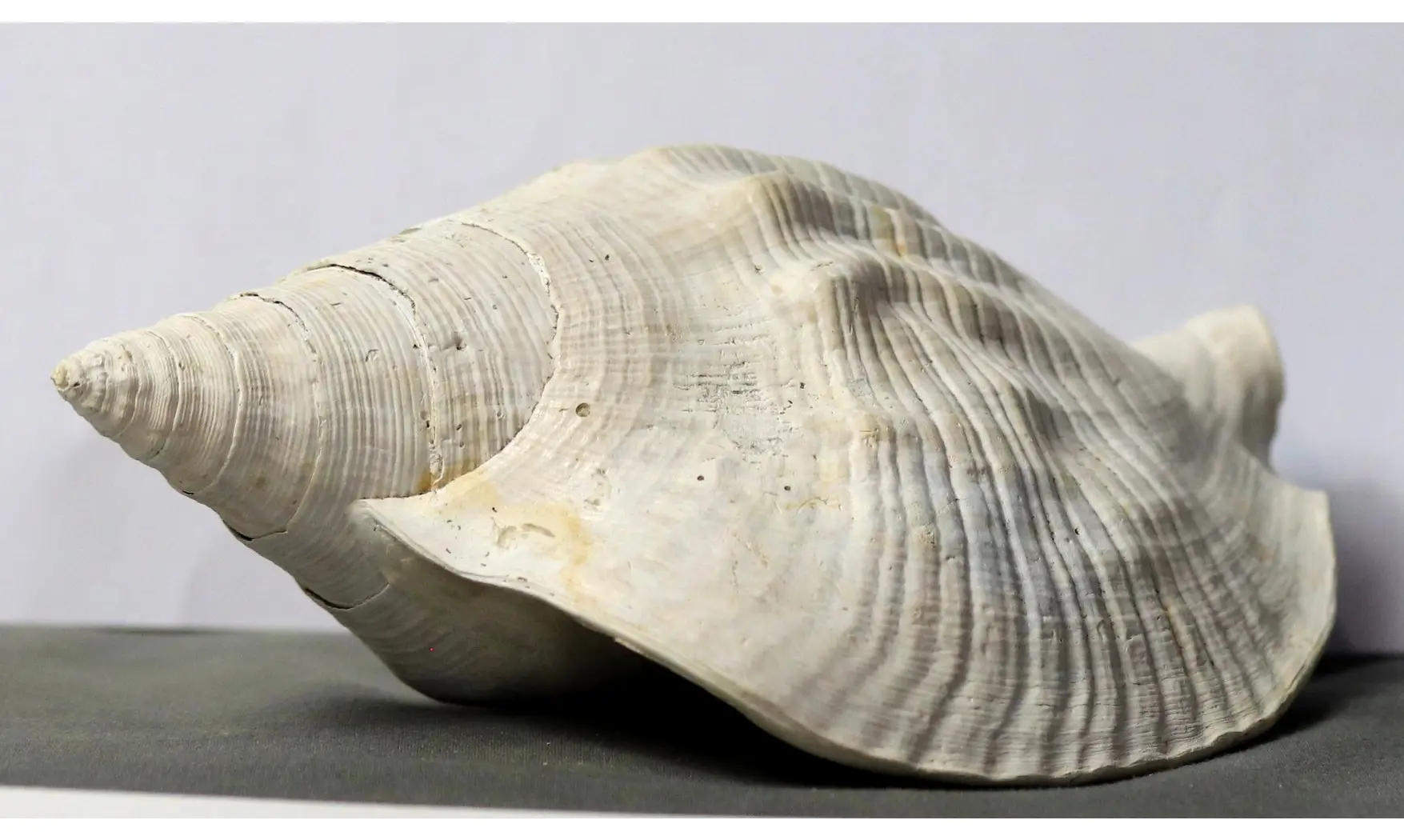 Strombus leidyi brachion