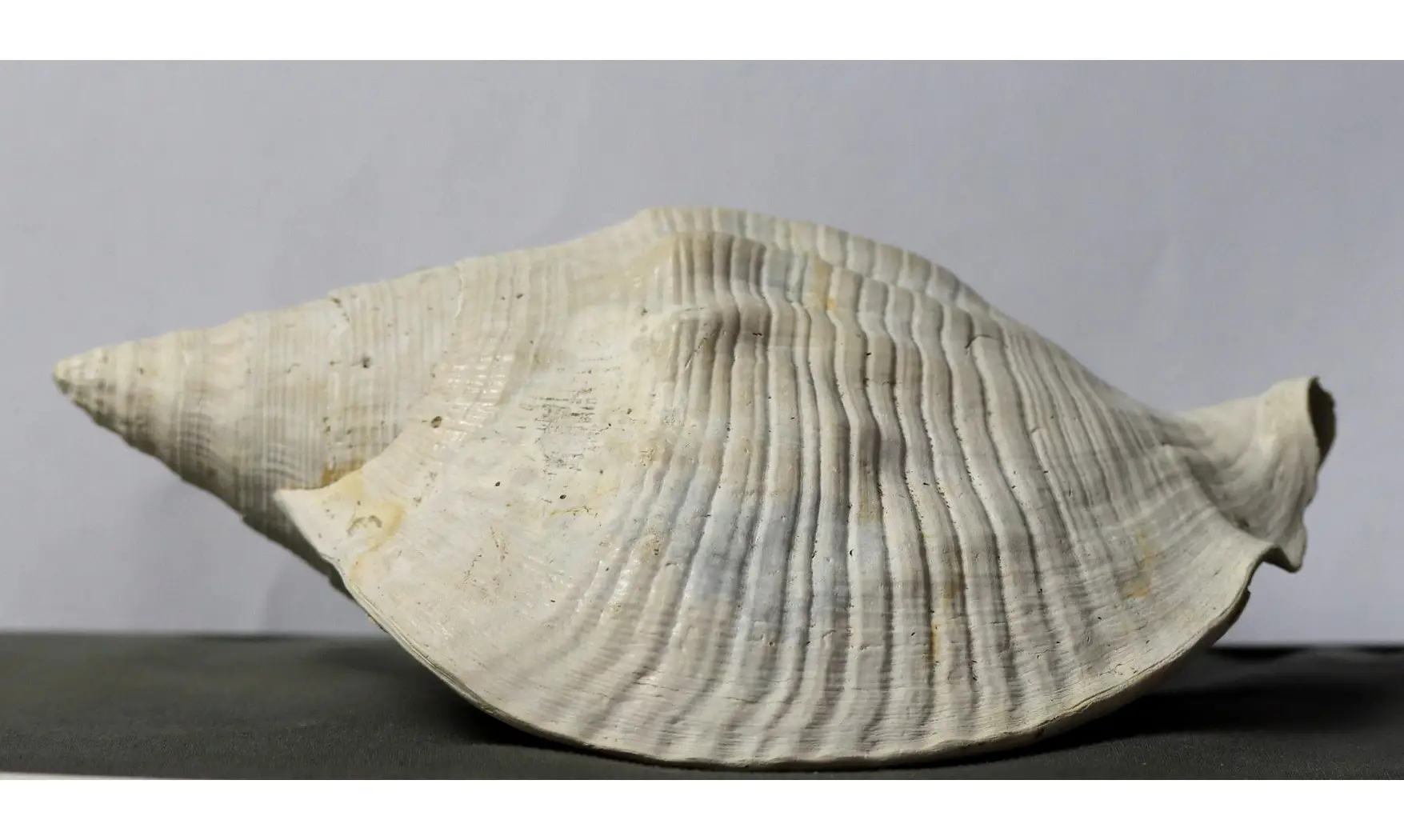 Strombus leidyi brachion