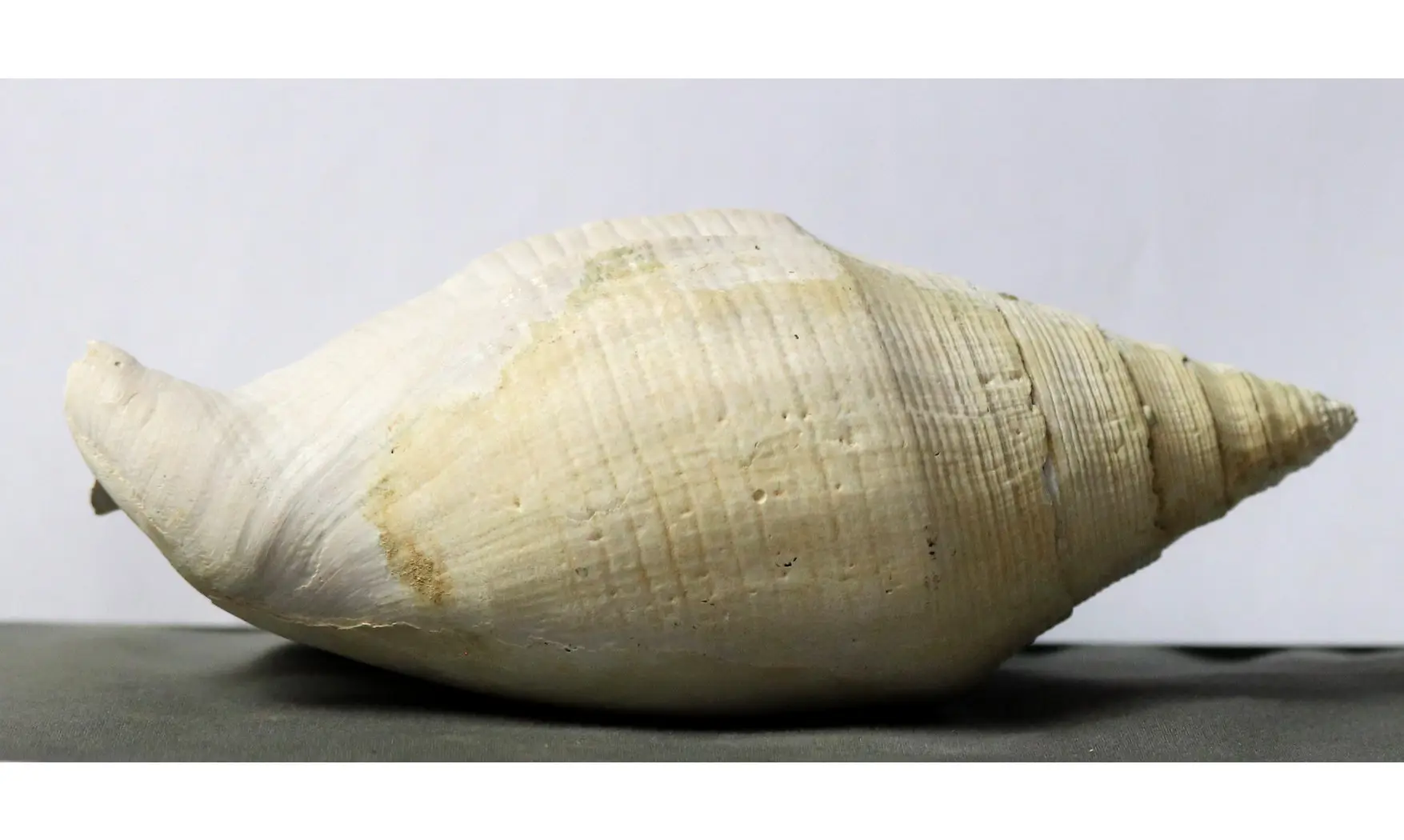 Strombus leidyi brachion