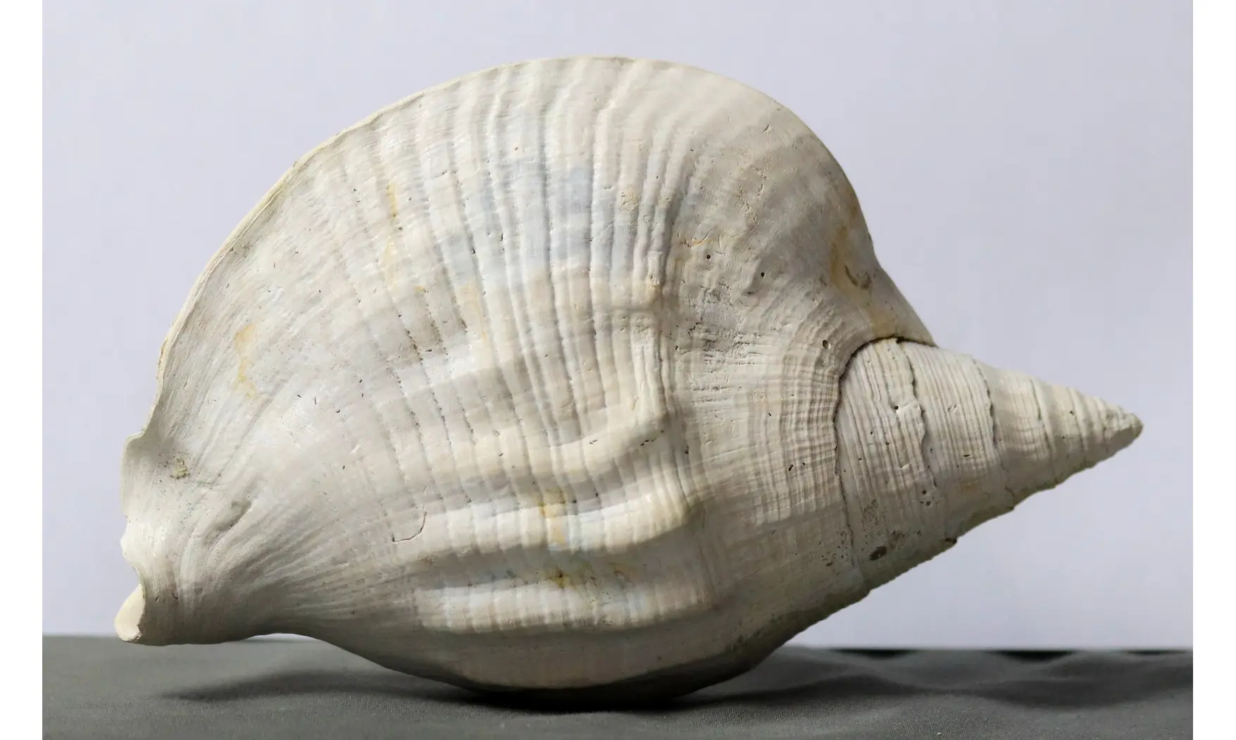Strombus leidyi brachion