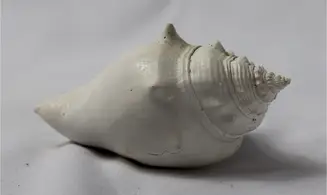 Strombus alatus