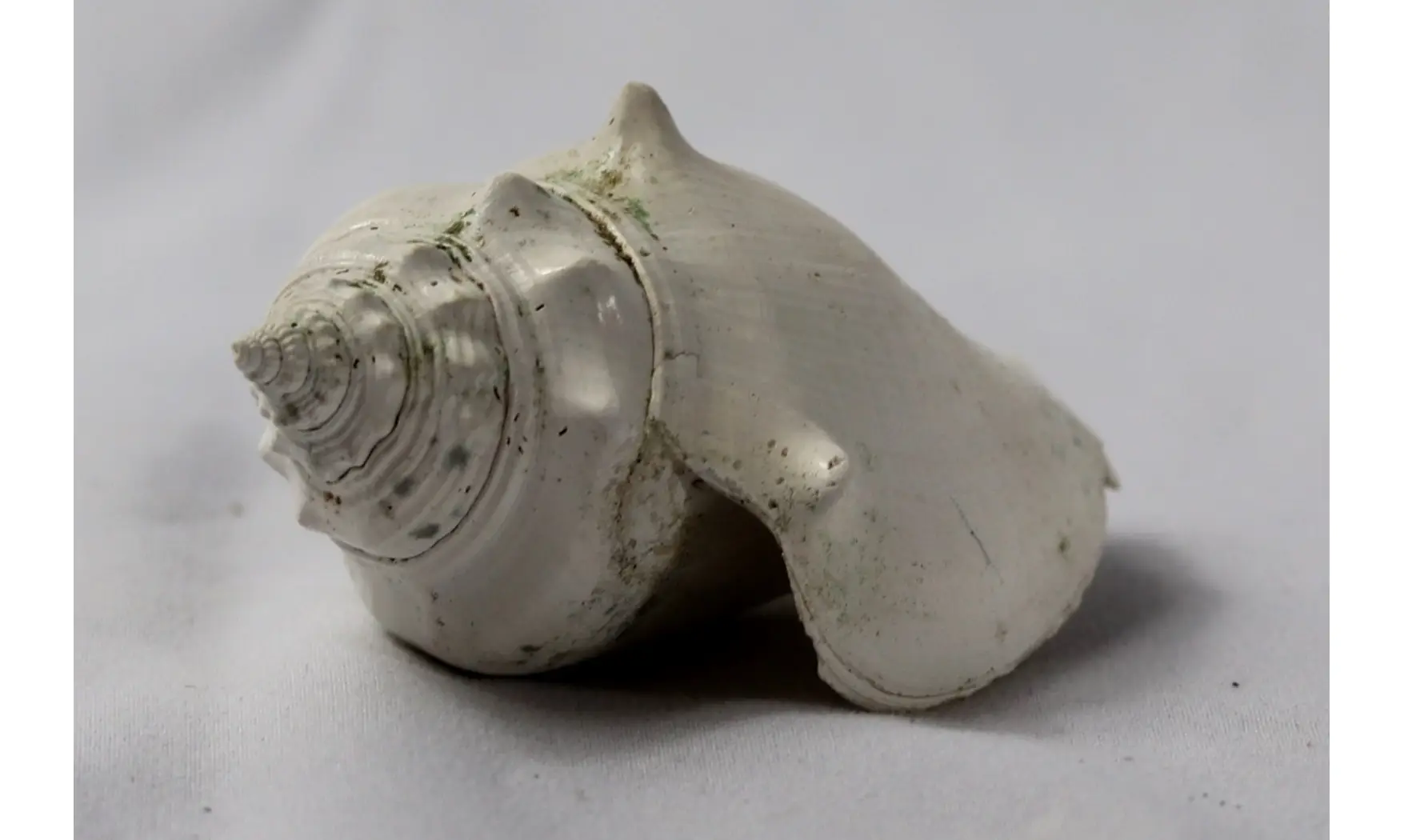 Strombus alatus
