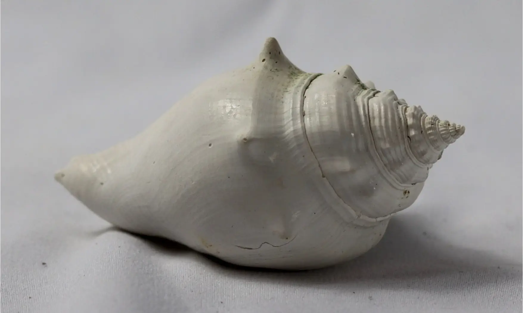 Strombus alatus