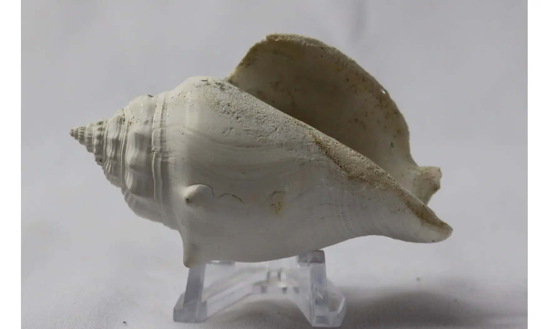 Strombus alatus