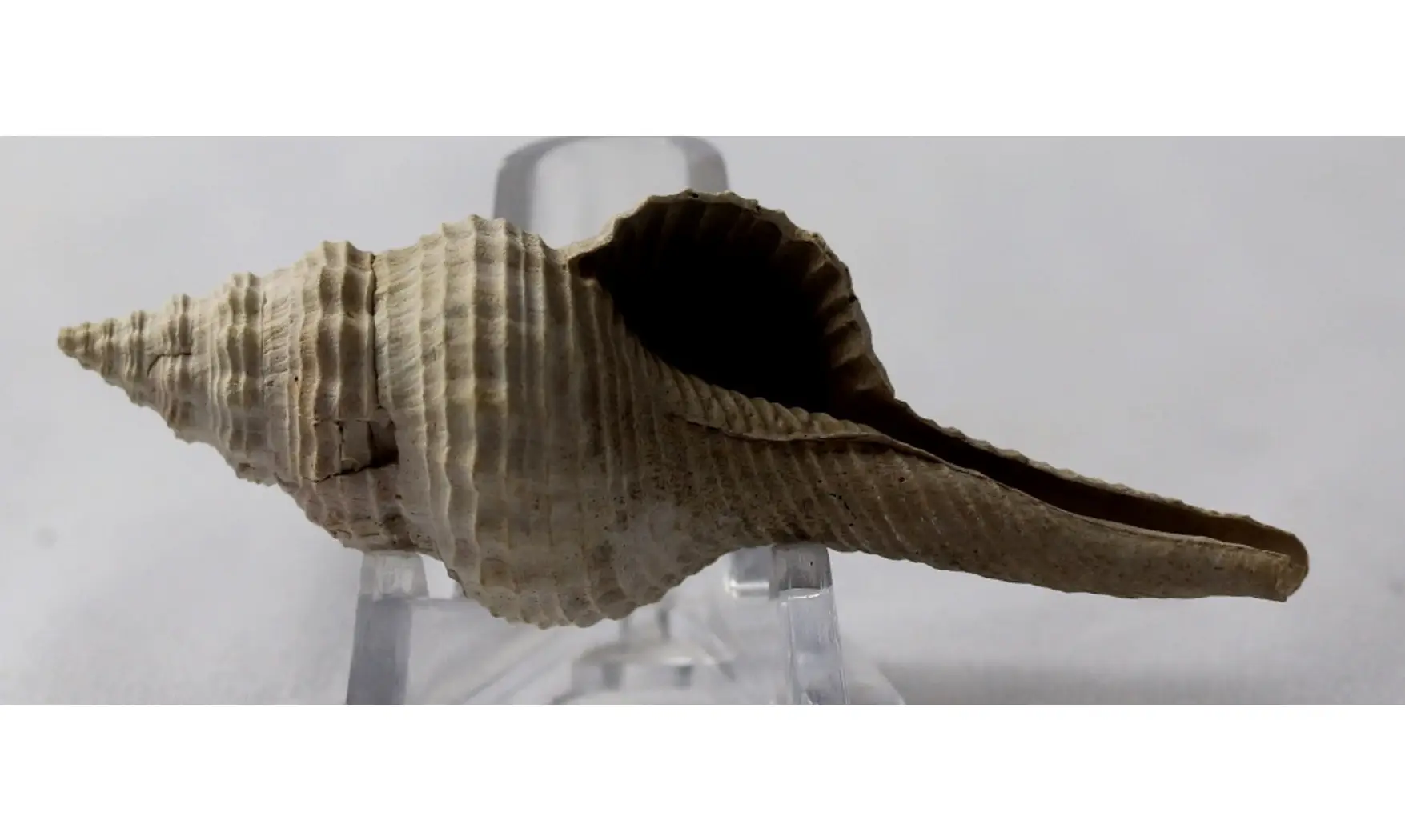 Heilprinia harta