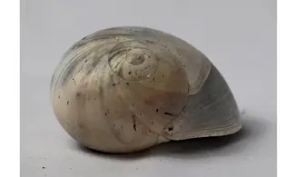 Neverita densata