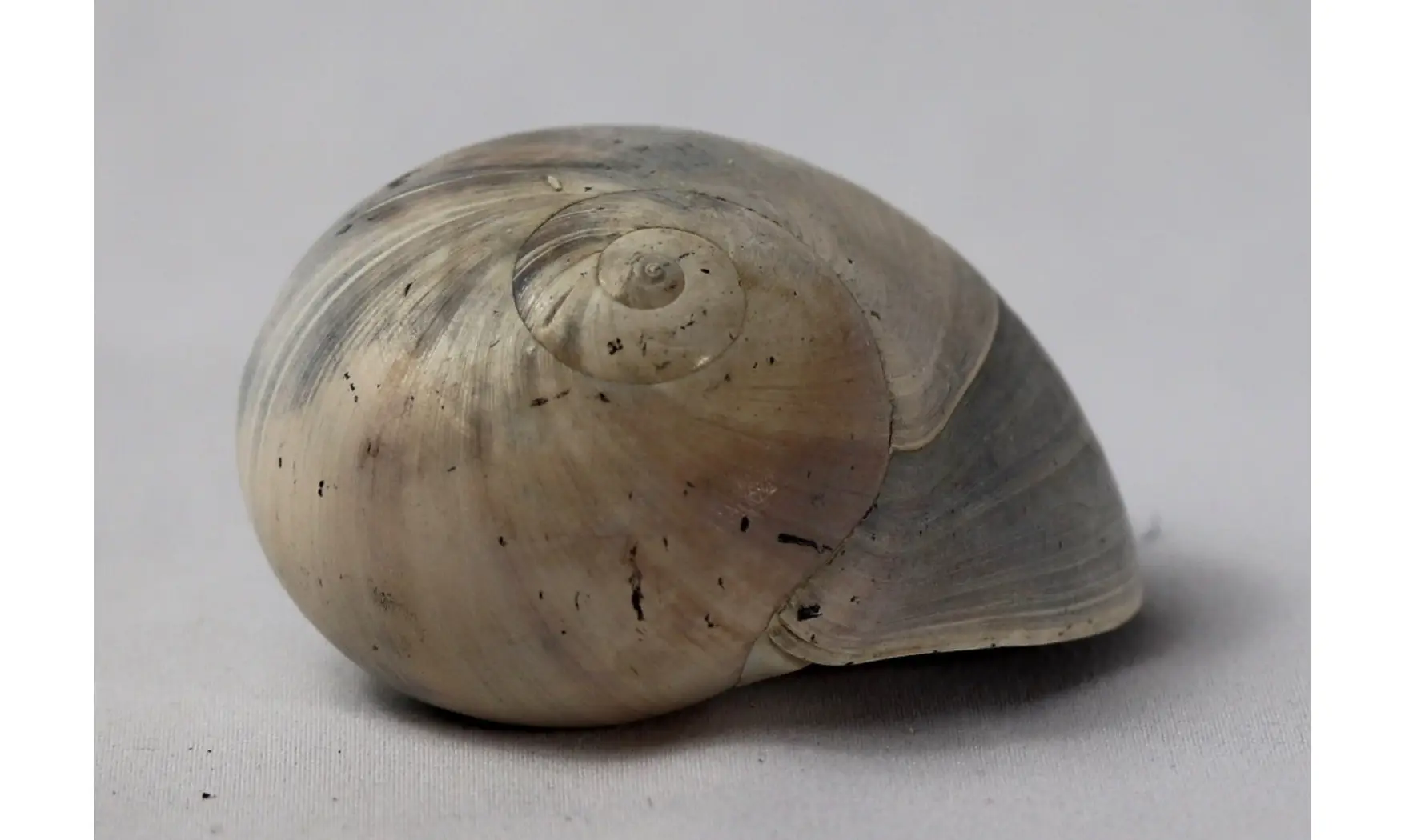 Neverita densata