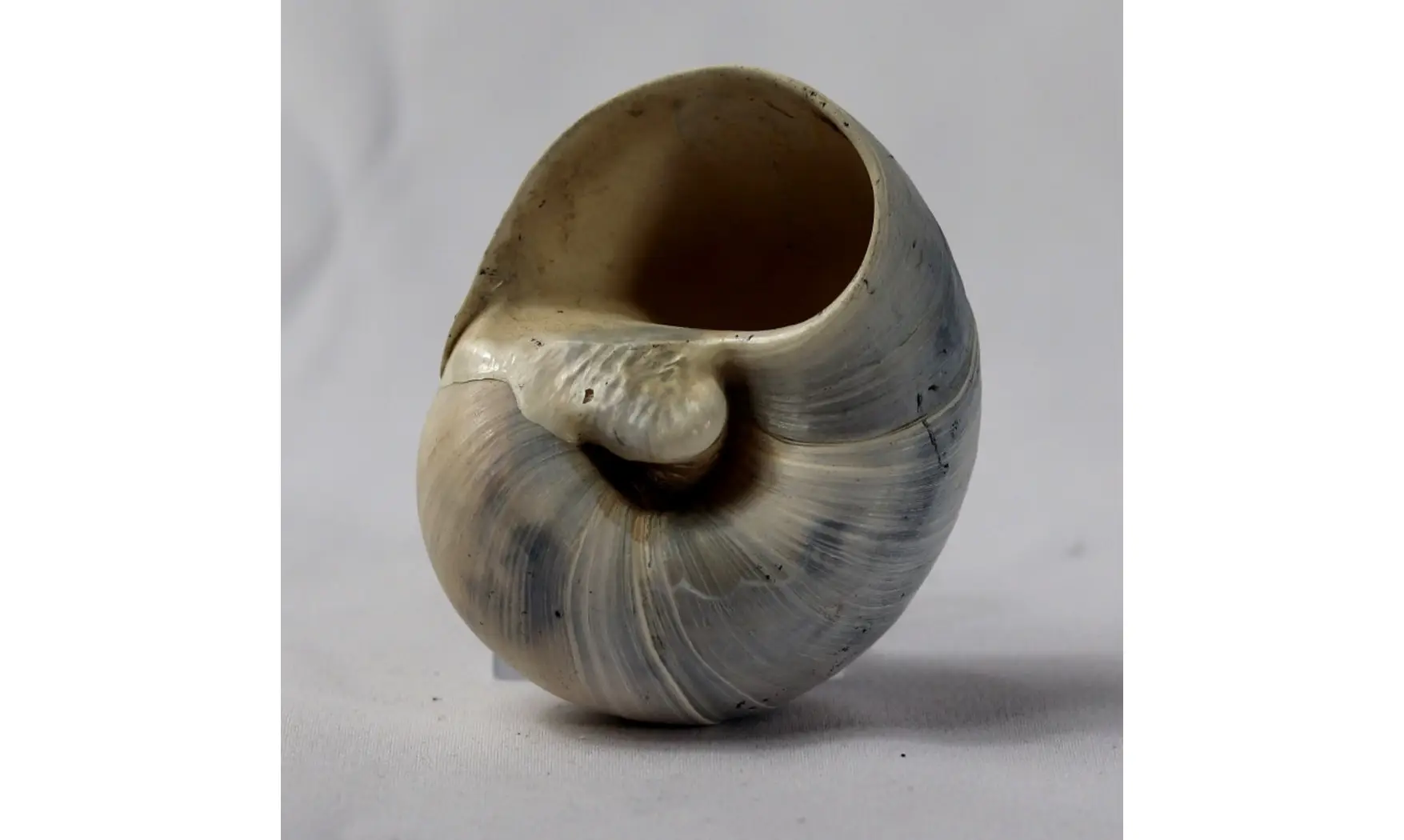 Neverita densata