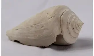 Contractoconus adversarius
