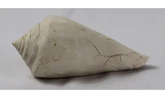 Contractoconus adversarius