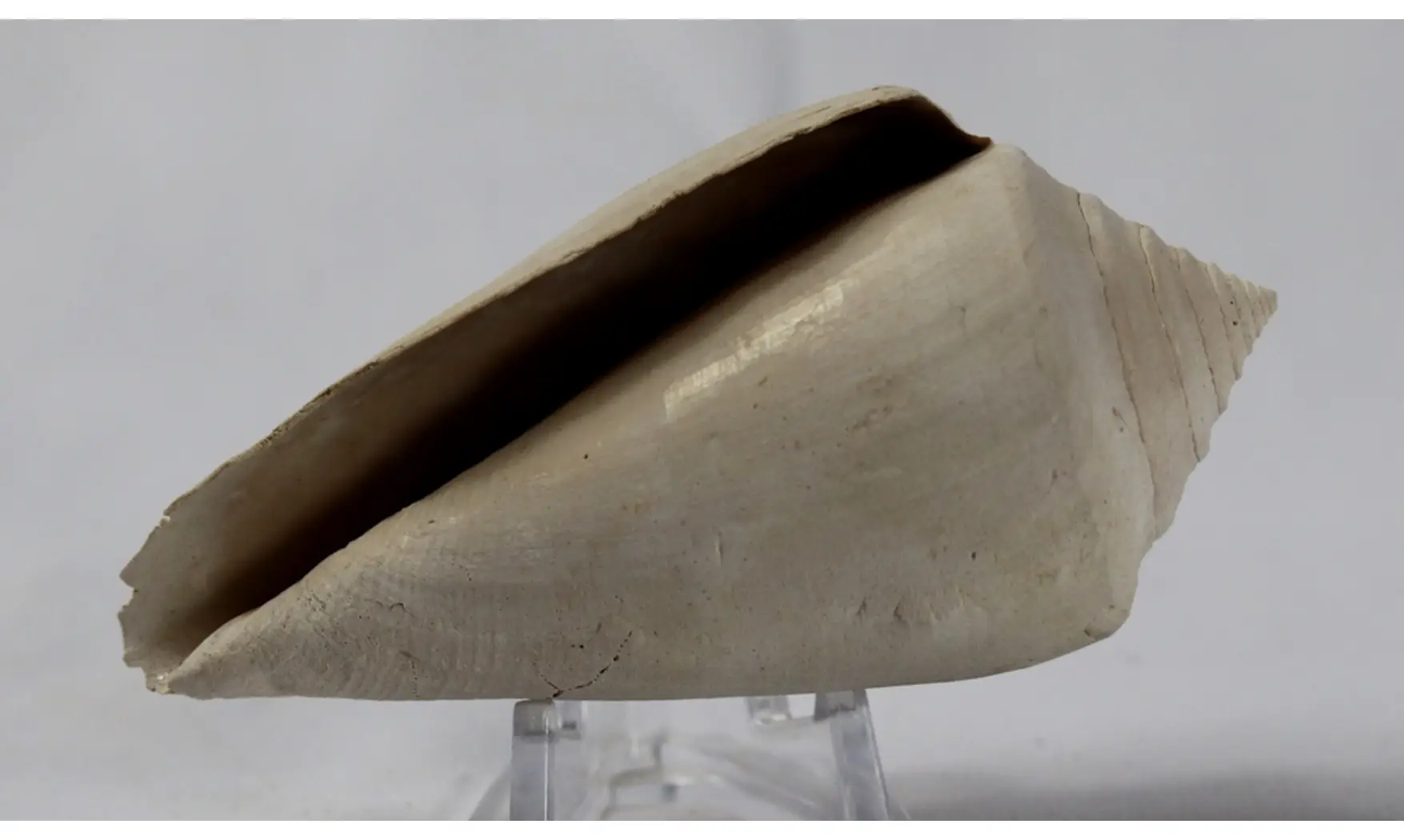 Contractoconus adversarius