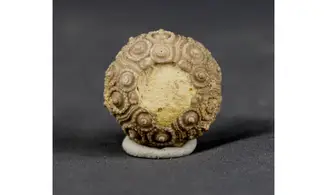 Nenoticidaris mercieri