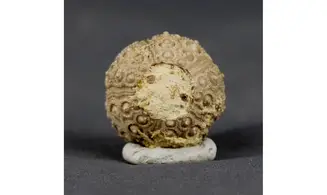 Nenoticidaris mercieri