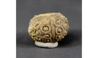 Nenoticidaris mercieri