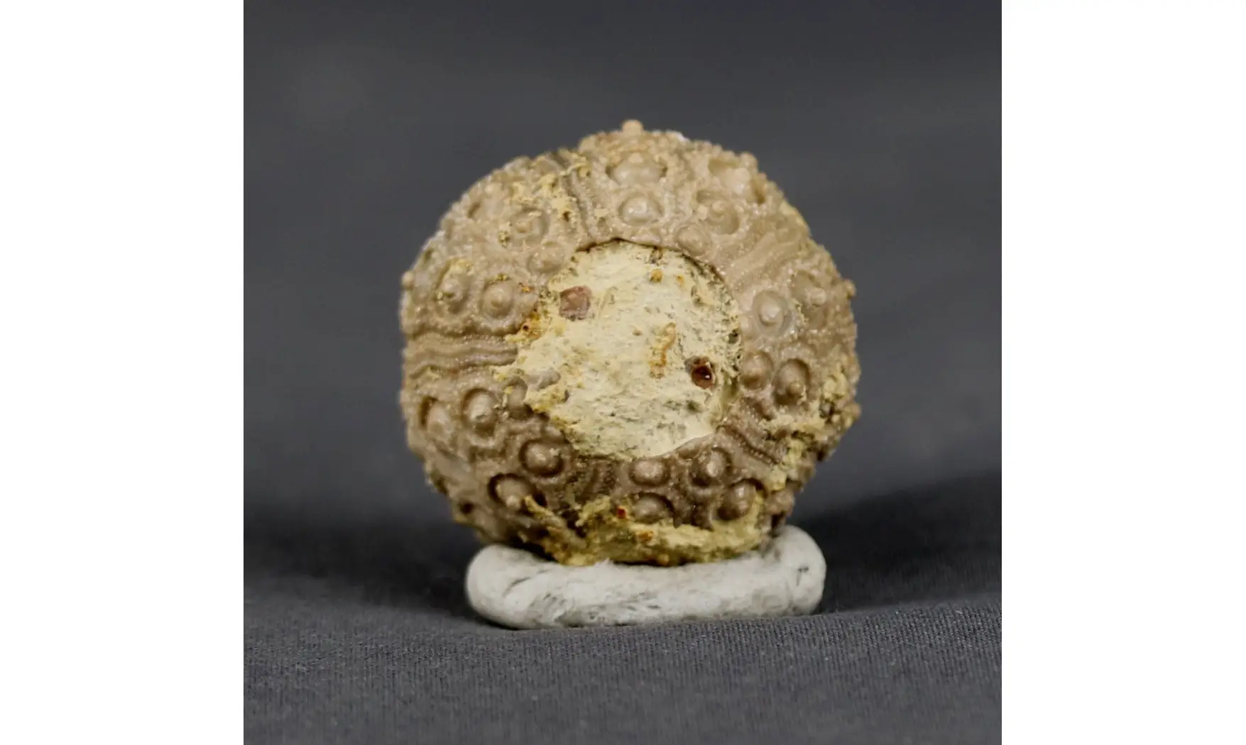 Nenoticidaris mercieri