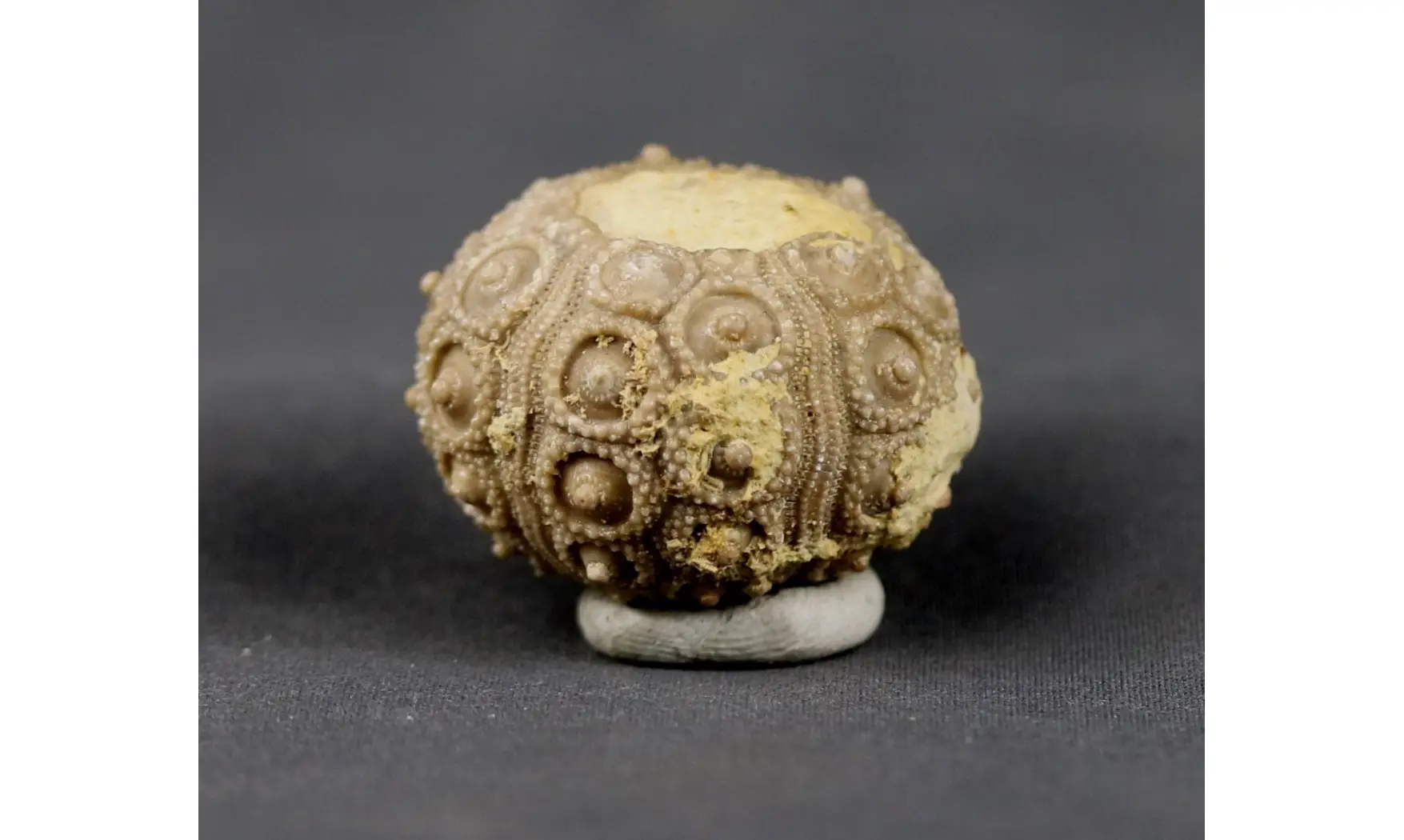 Nenoticidaris mercieri