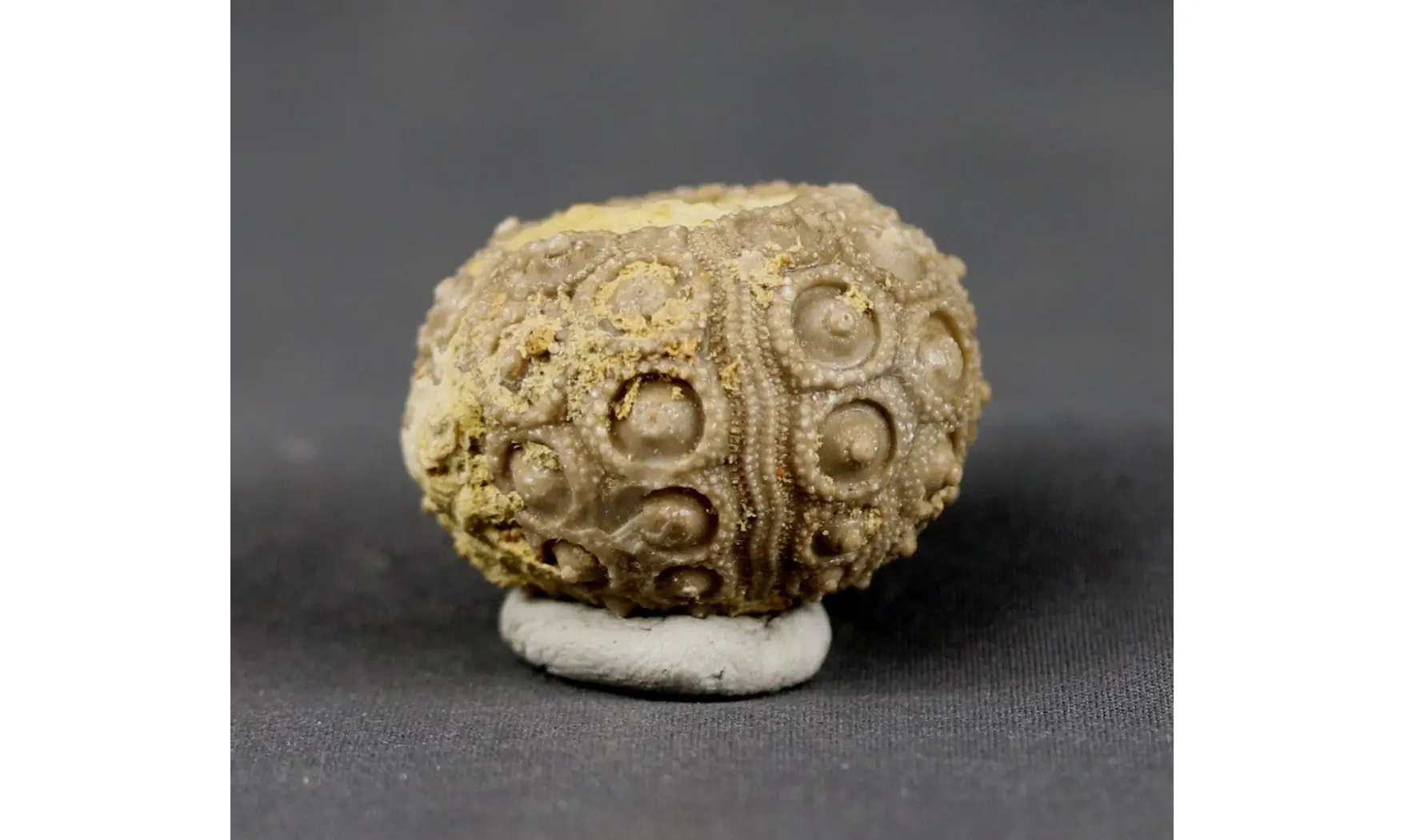 Nenoticidaris mercieri