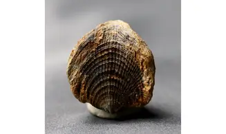 Spinatrypa dorsata