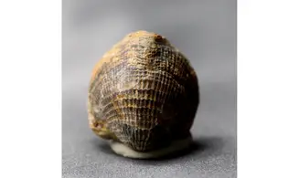 Spinatrypa dorsata